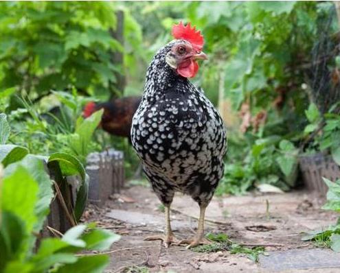 What are the environmental characteristics of chickens?