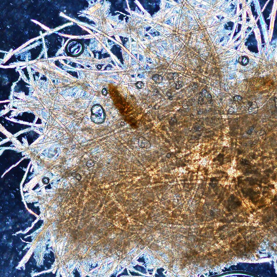 Paper falls from the book like skin from the body. Book dust at 100 x magnification. Copyright Sarah Craske and Simon Park.